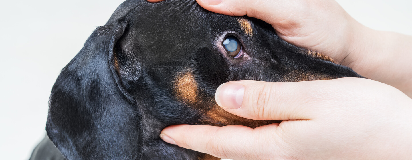 Glaucoma eye drops outlet for dogs